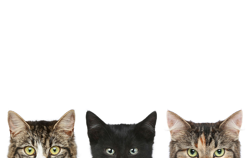Trois têtes de chats