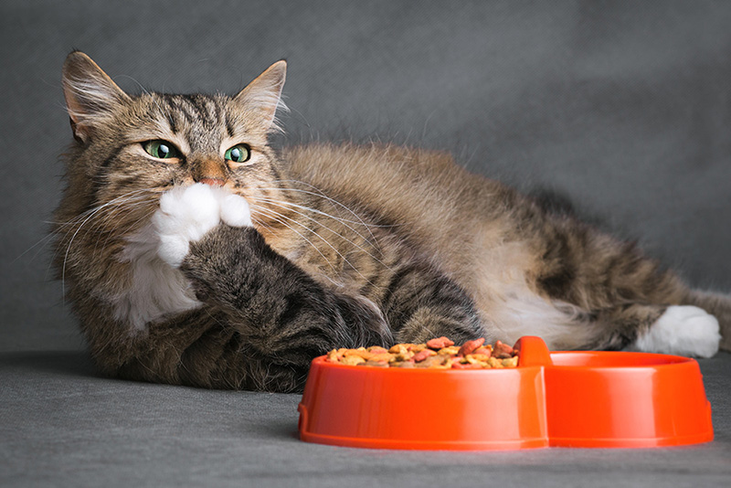 Chat qui se lèche les babines