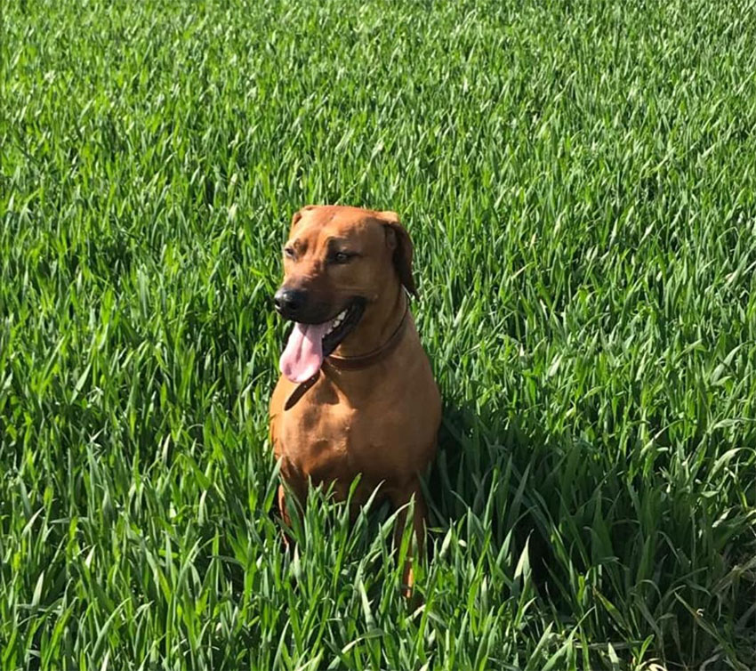 Nako (Rhodesian Ridgeback)