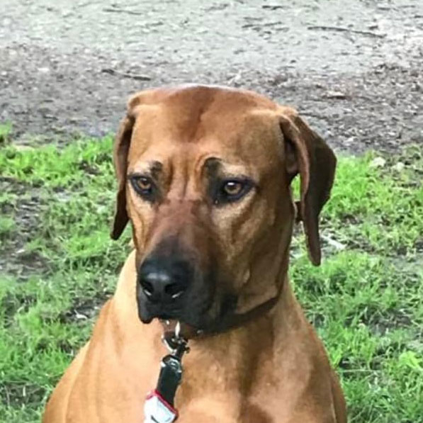 Nako (Rhodesian Ridgeback)