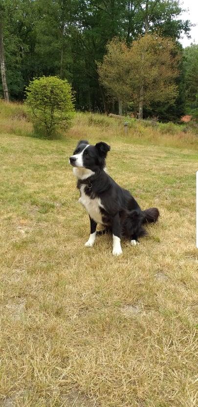 Pippa (Border Collie)