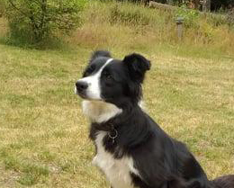 Pippa (Border Collie)